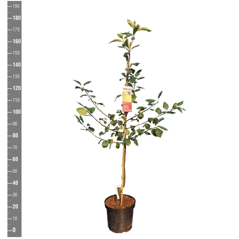 Sorbopyrus a. &