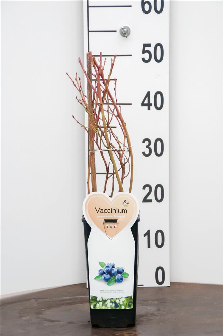 Vaccinium cor. &