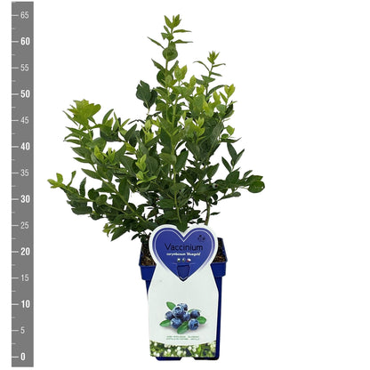 Vaccinium cor. &