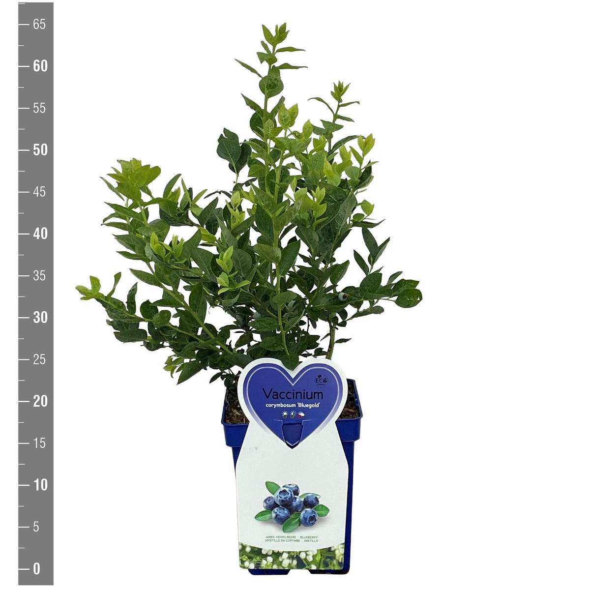 Vaccinium cor. &