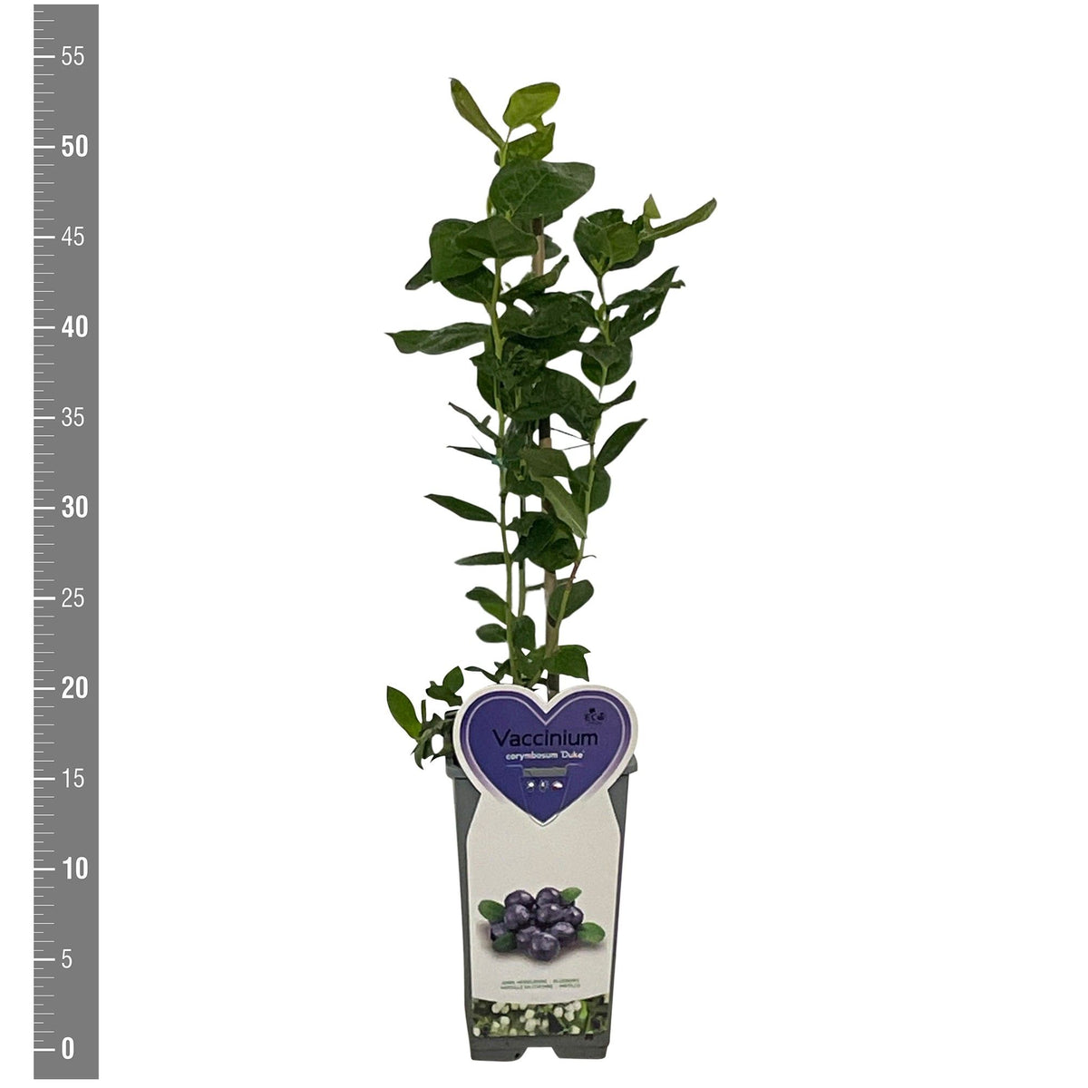 Vaccinium cor. &