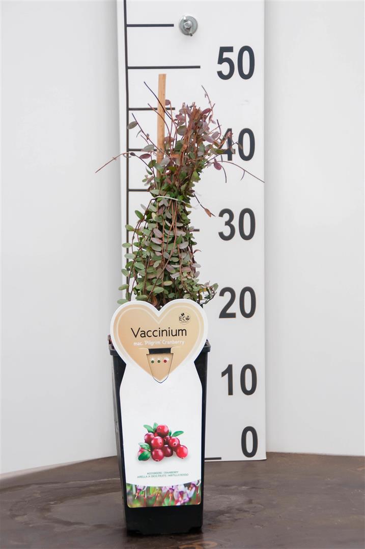 Vaccinium macrocarpon &