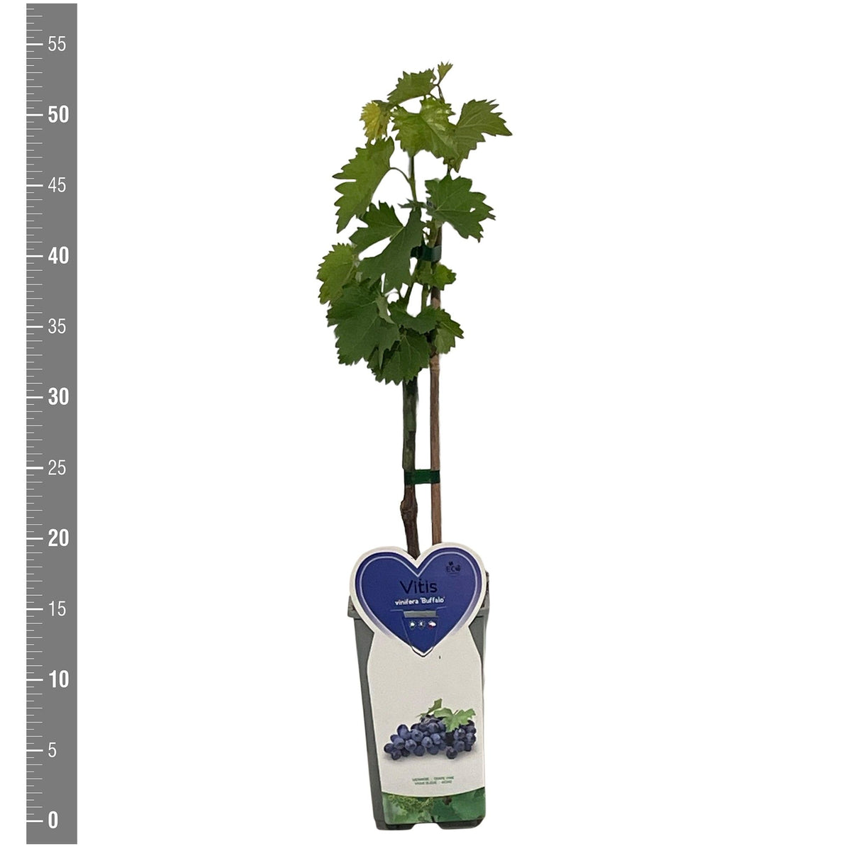 Vitis &