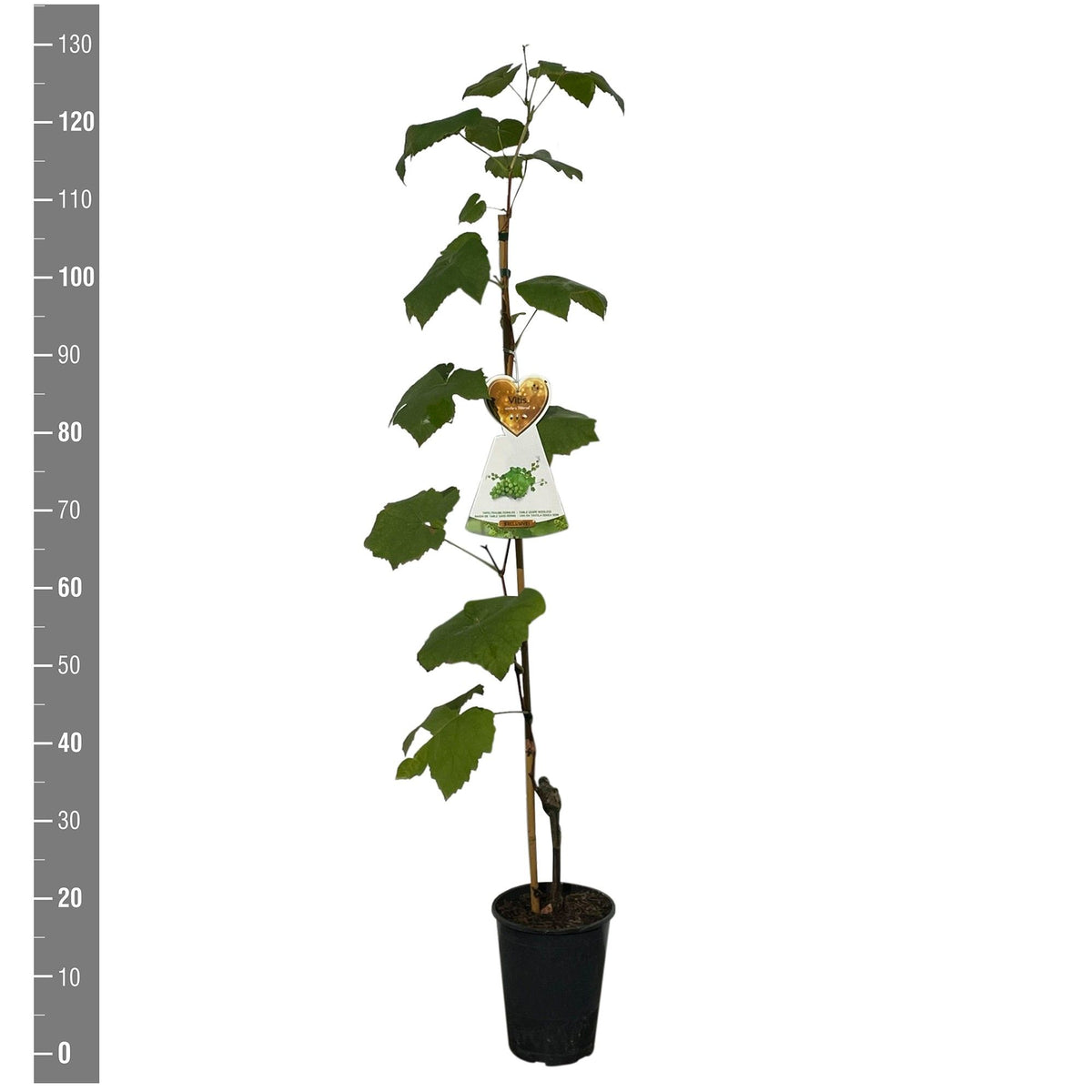 Vitis &