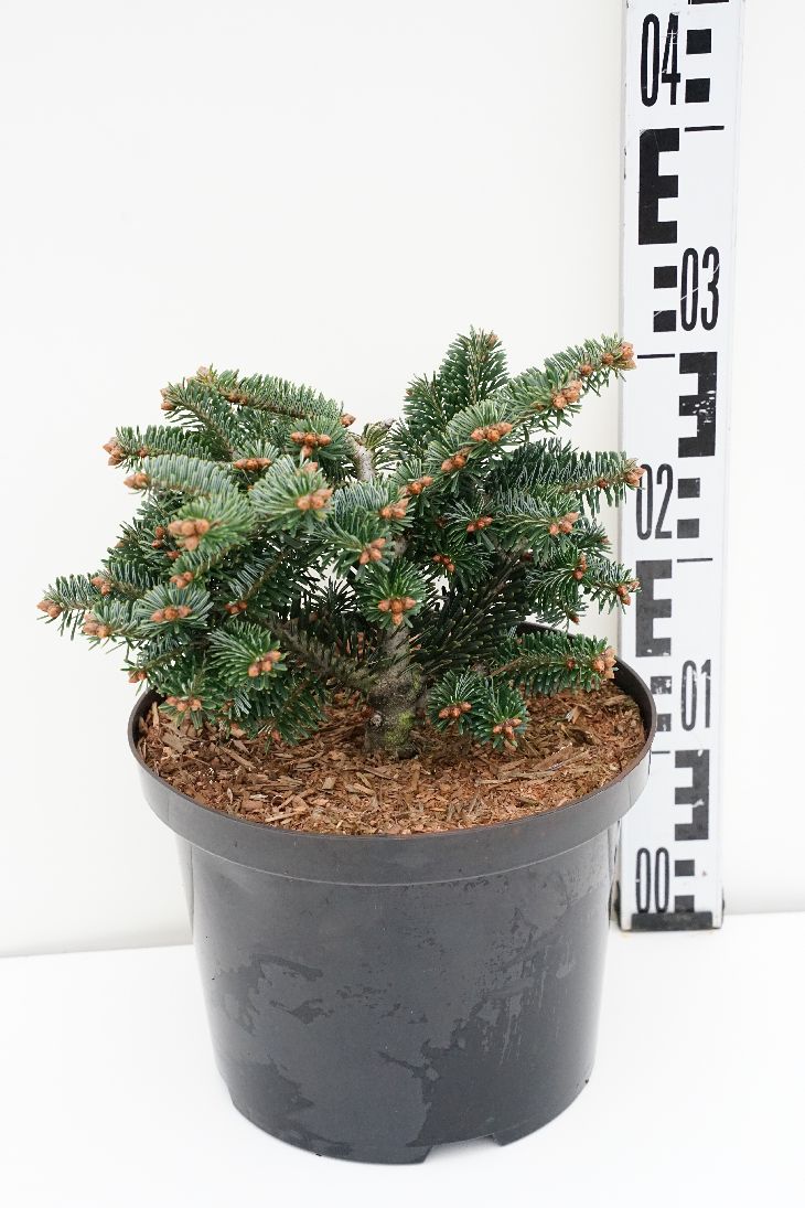Abies nordmanniana &