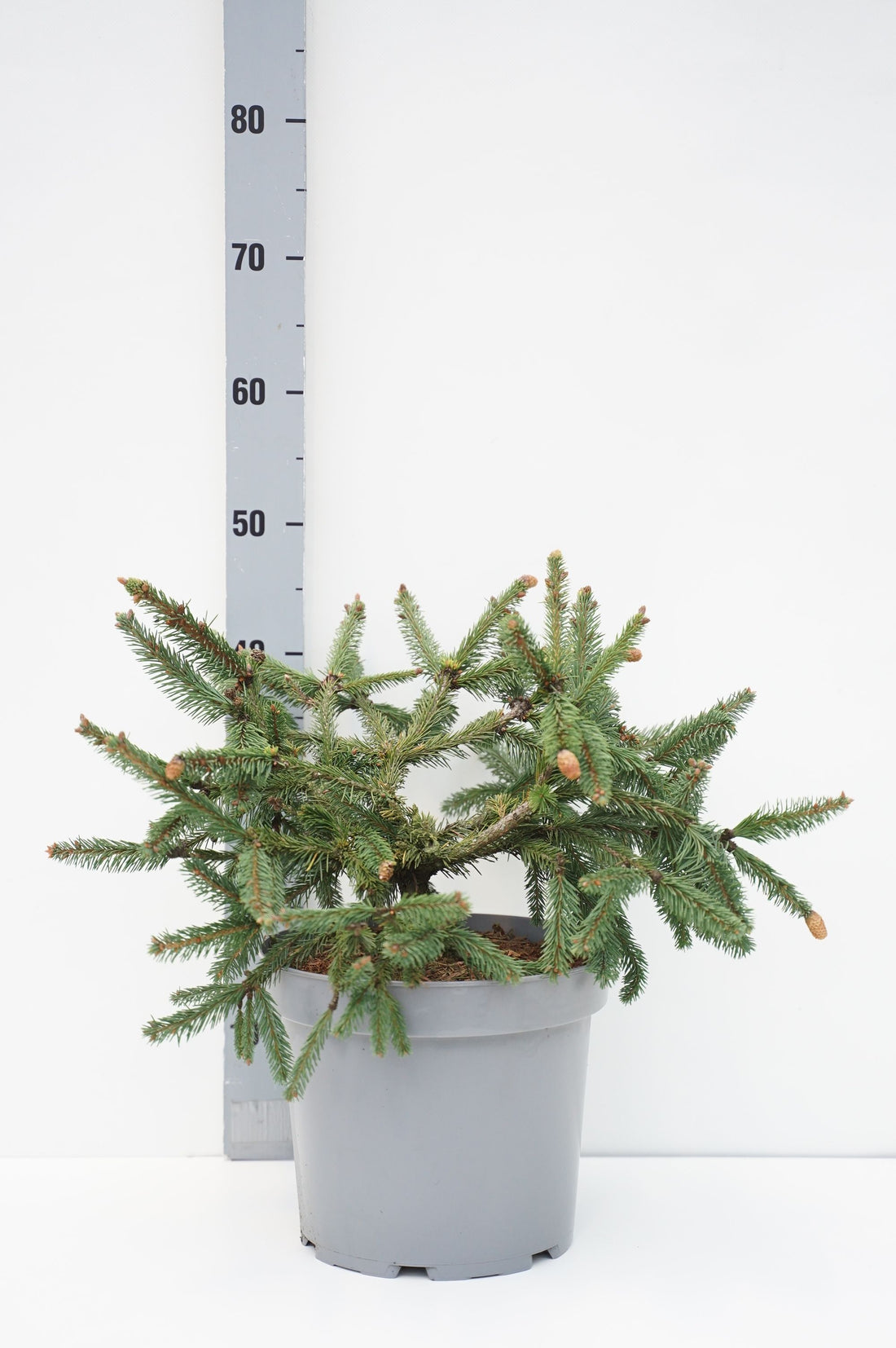 Picea abies &