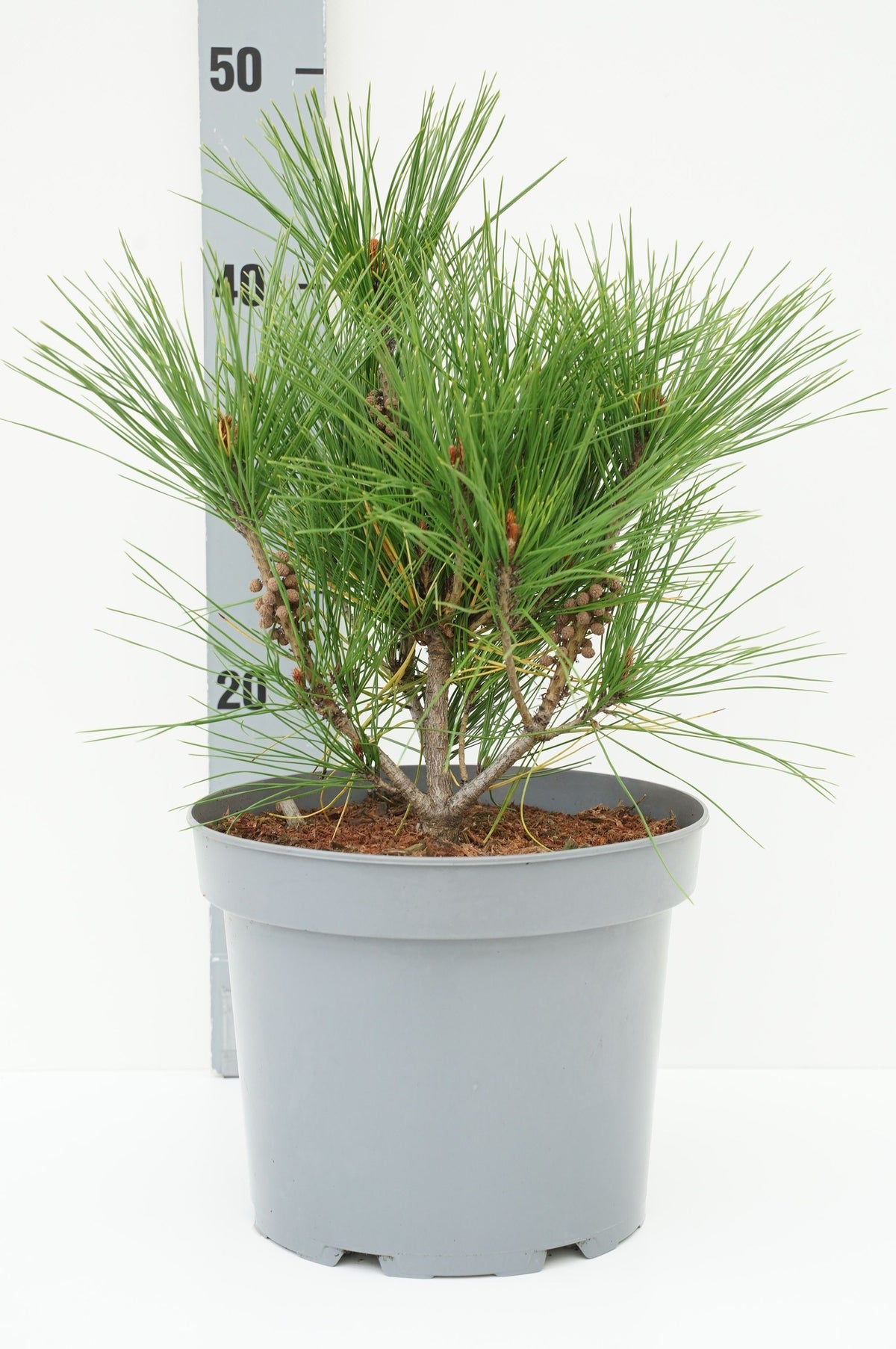 Pinus densiflora &