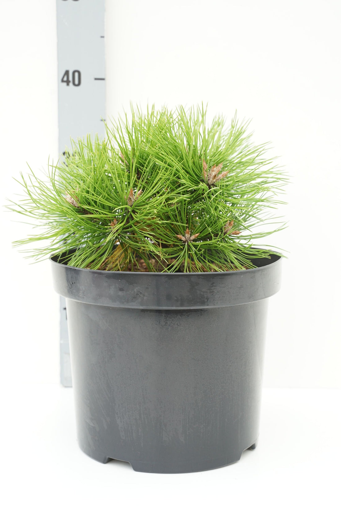 Pinus densiflora &