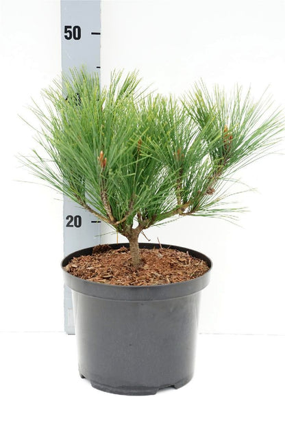 Pinus densiflora &