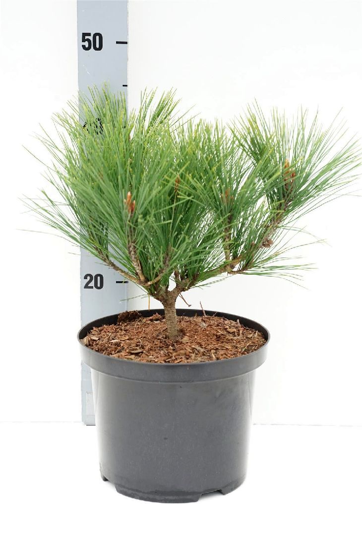 Pinus dens. &