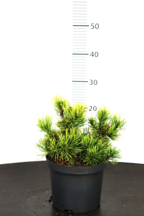 Pinus mugo &