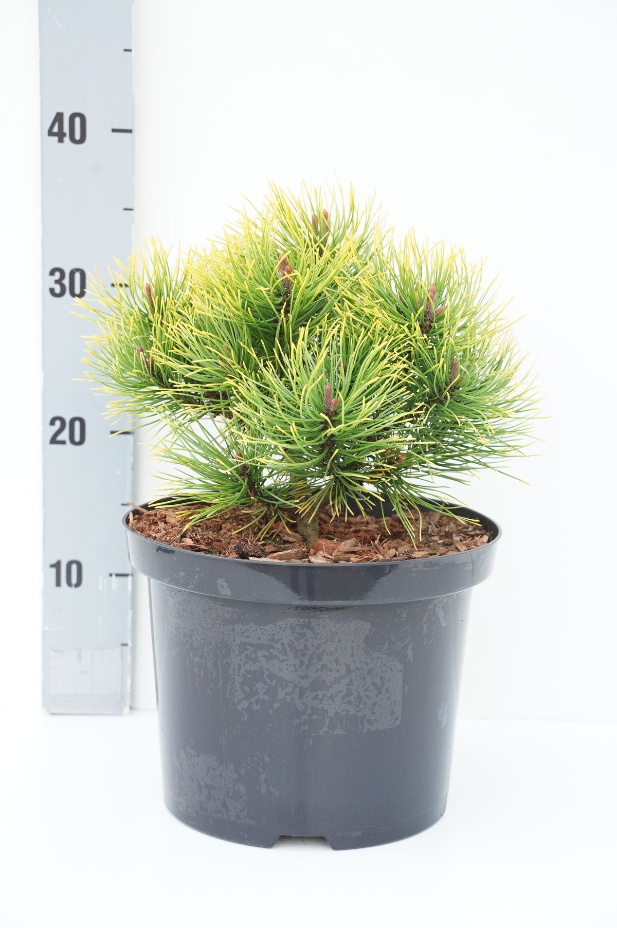 TW-2789817