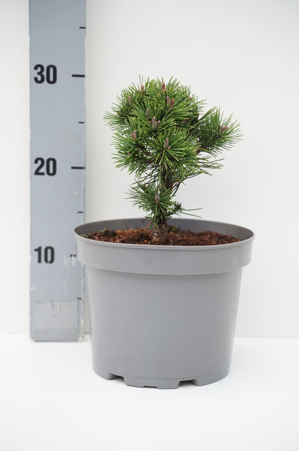 Pinus mugo &