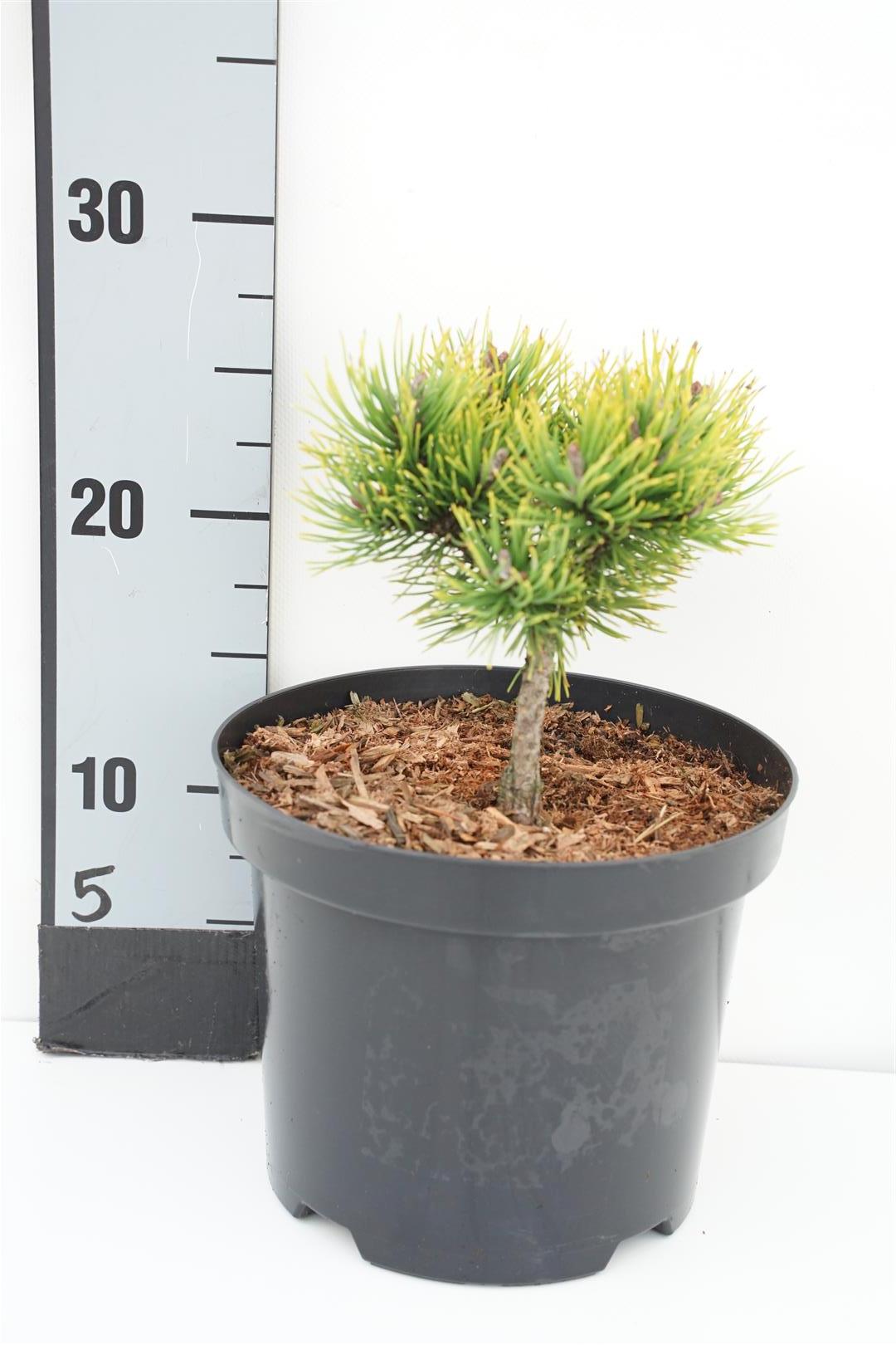 Pinus mugo &