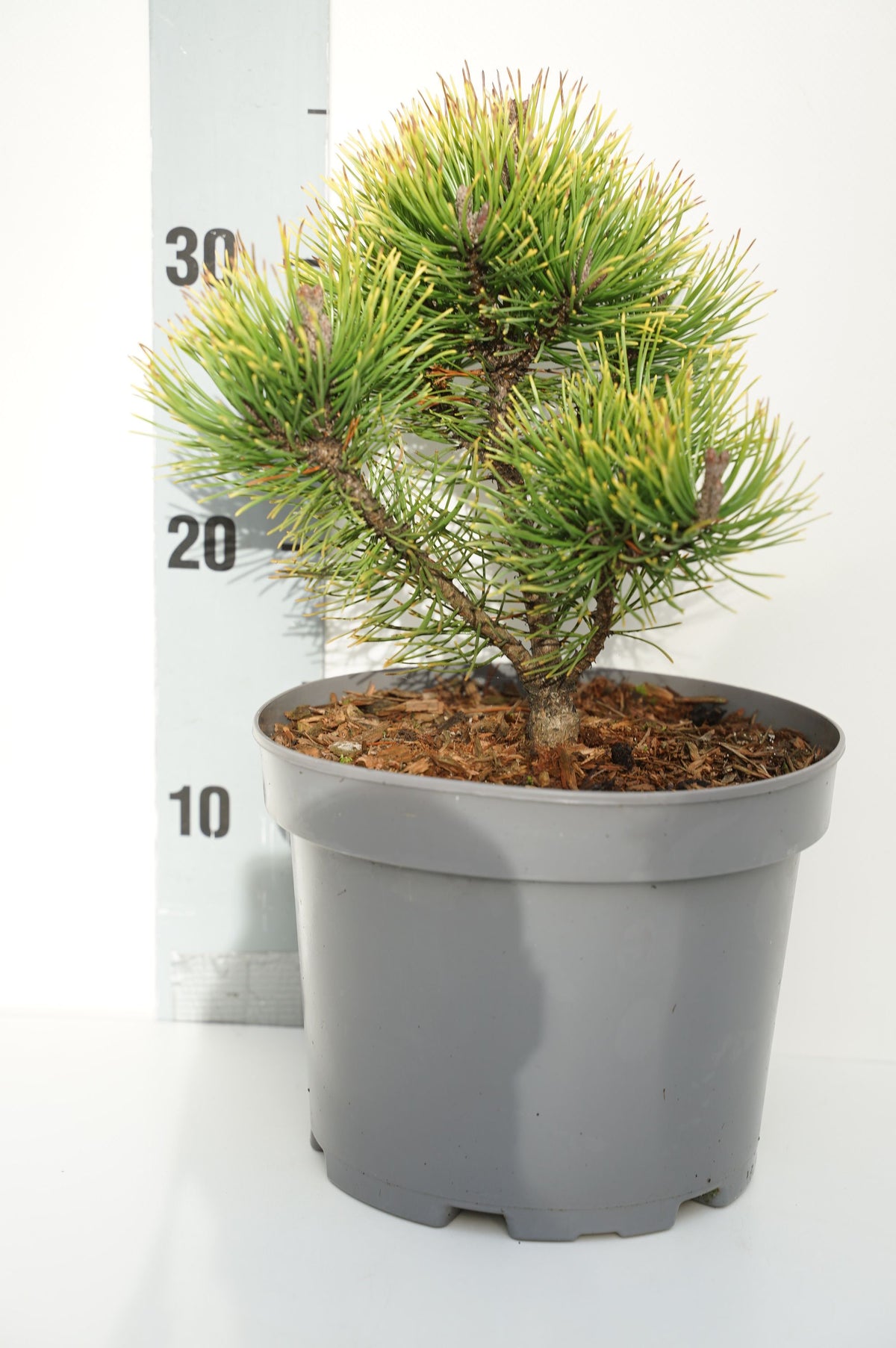 Pinus mugo &