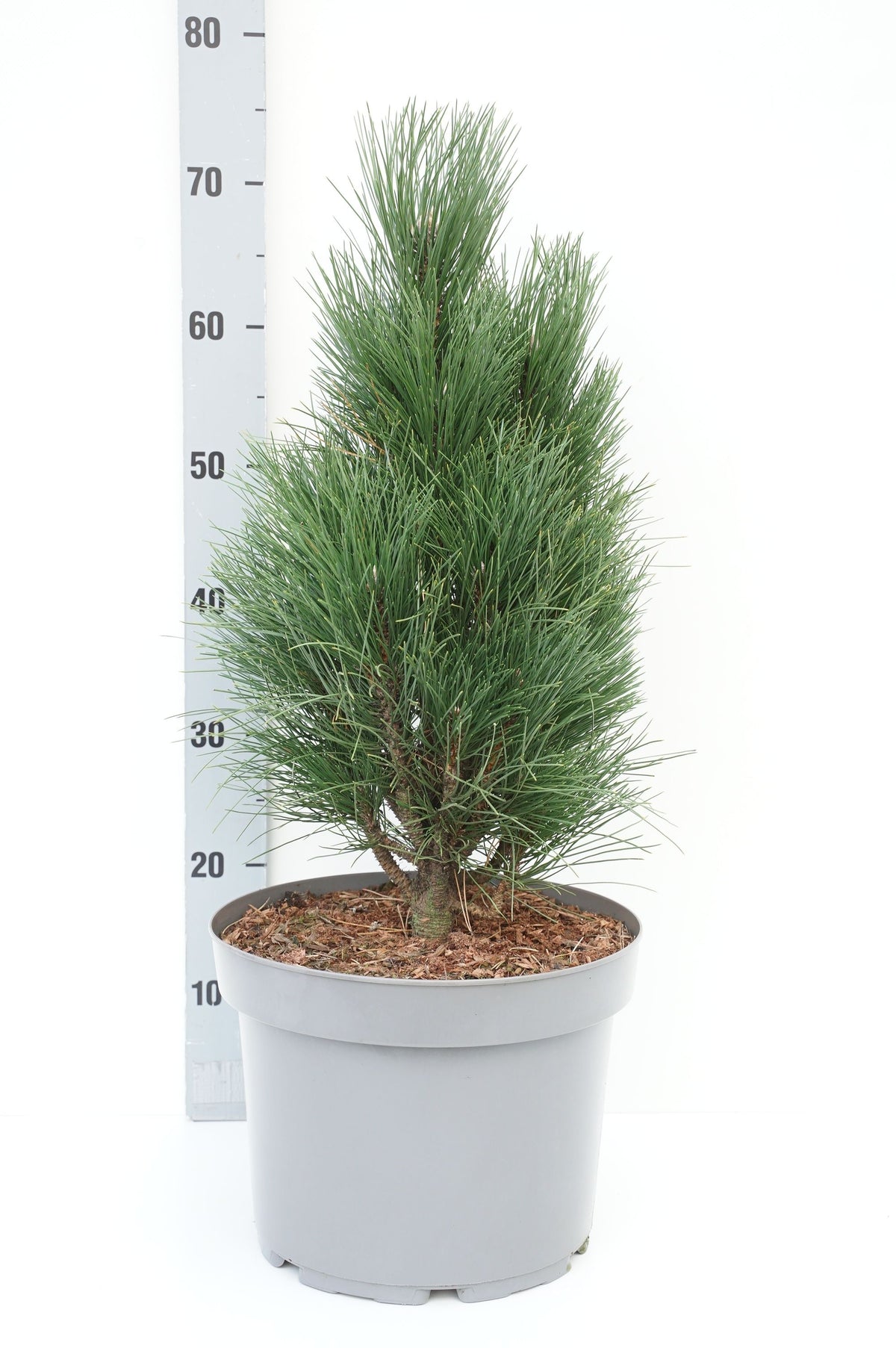 Pinus nigra &