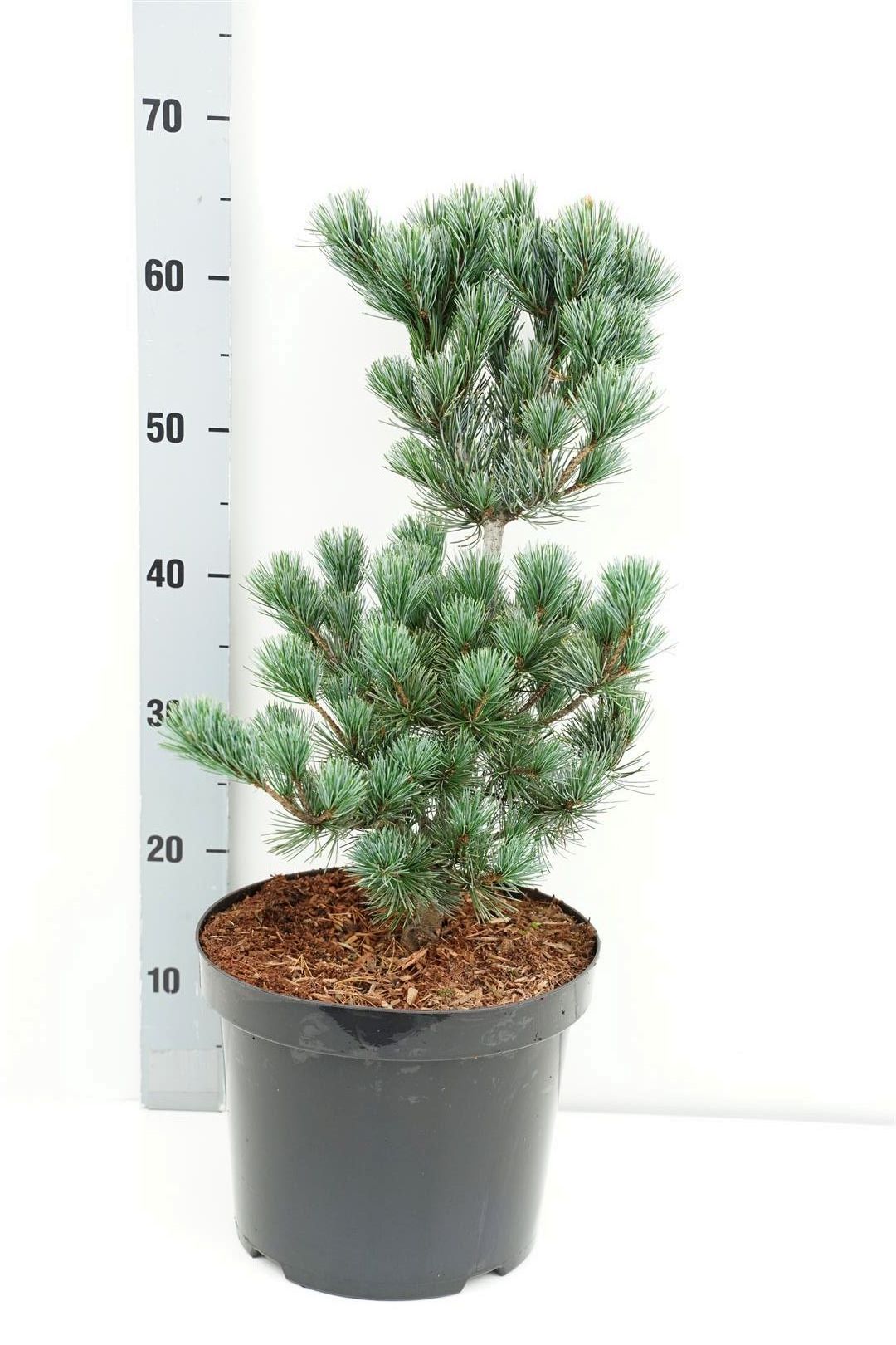 Pinus parviflora &