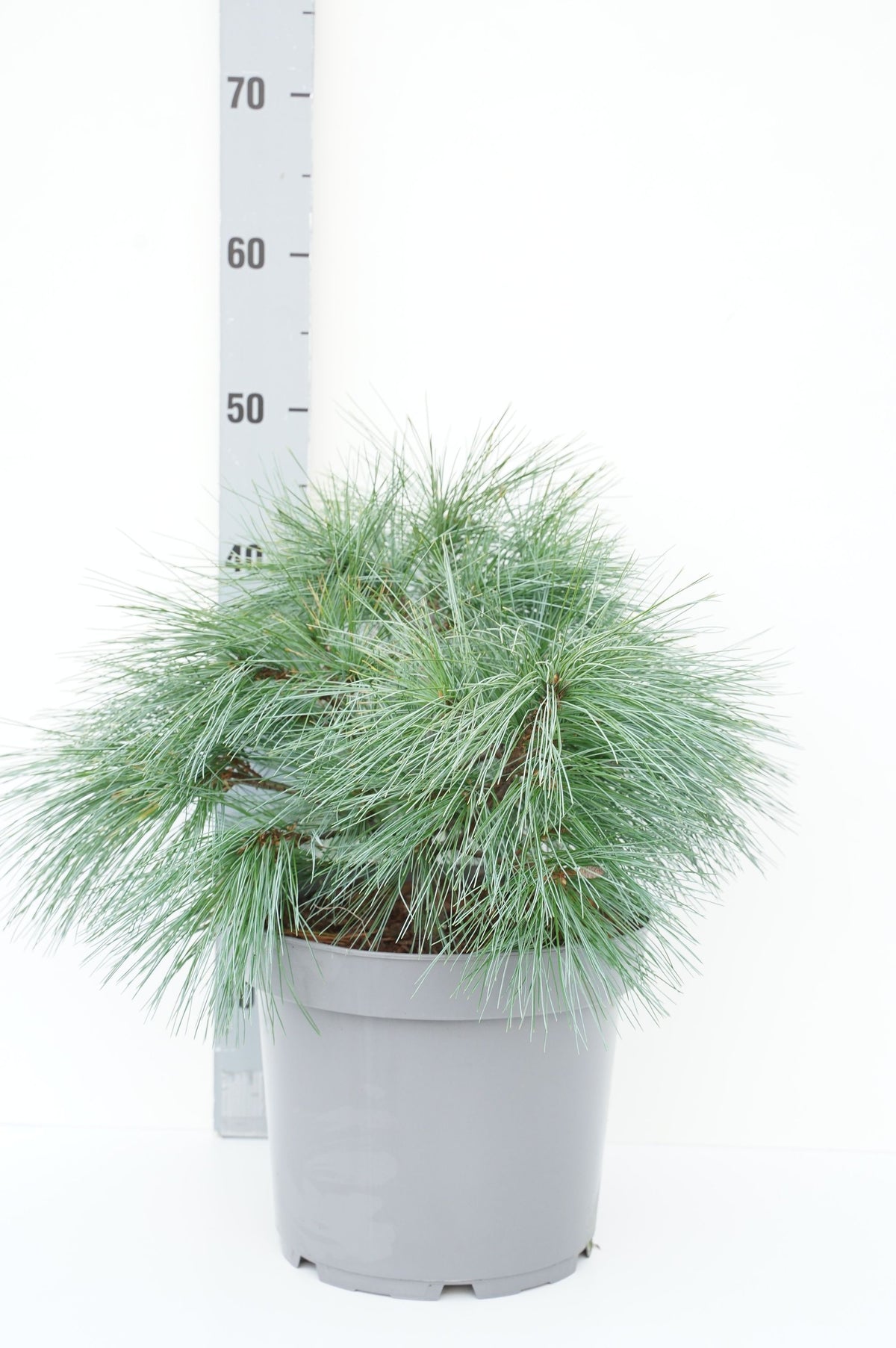 Pinus strobus &