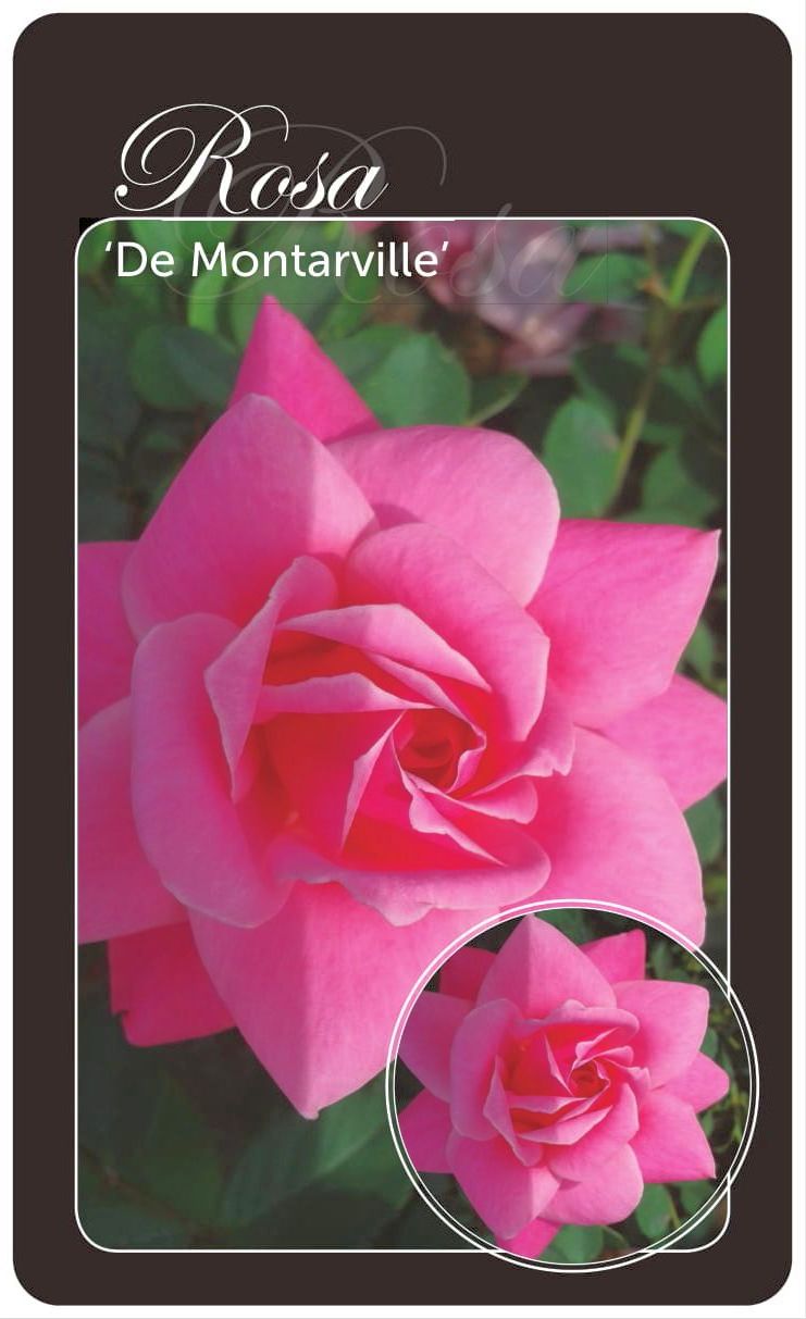 Rosa &