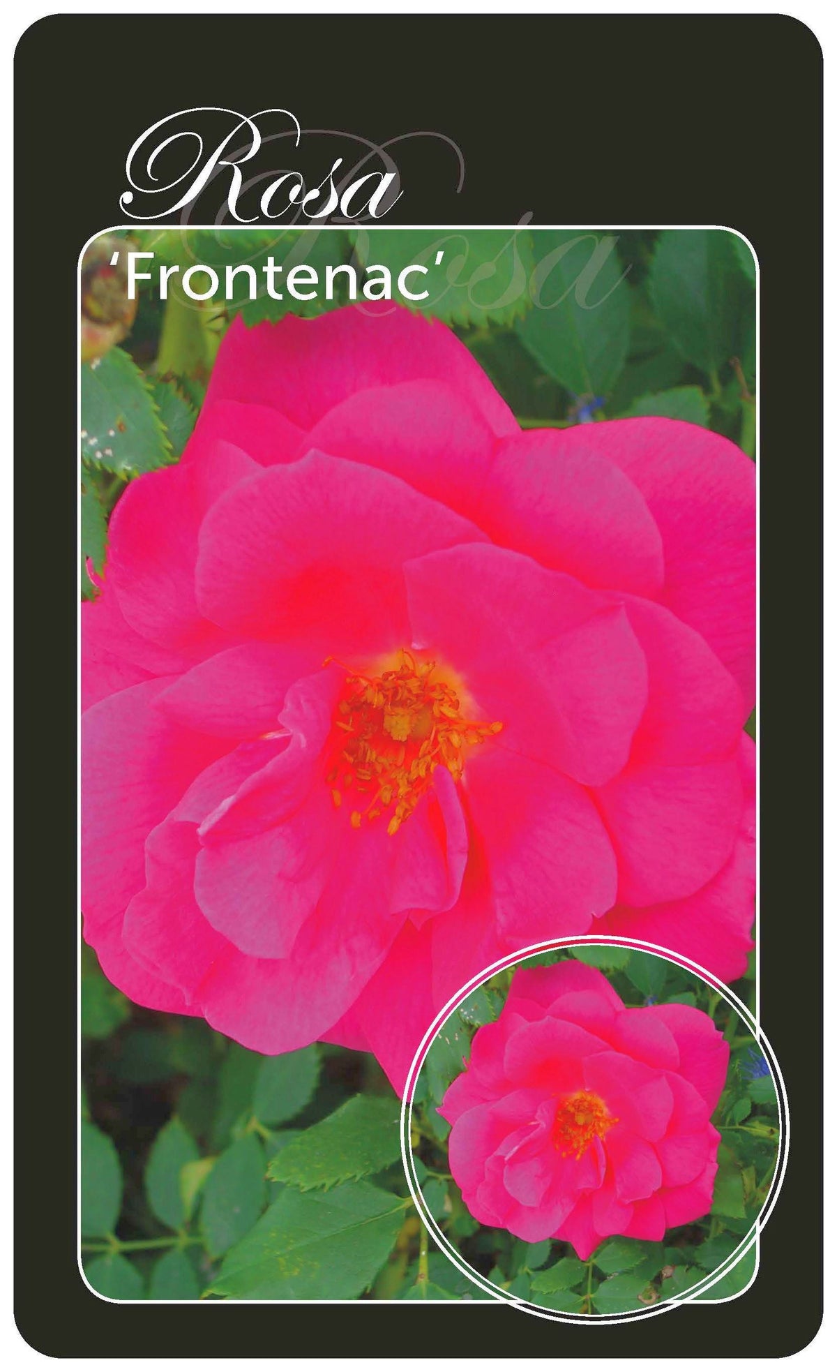 Rosa &