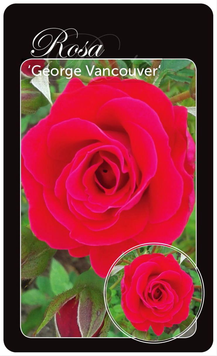 Rosa &