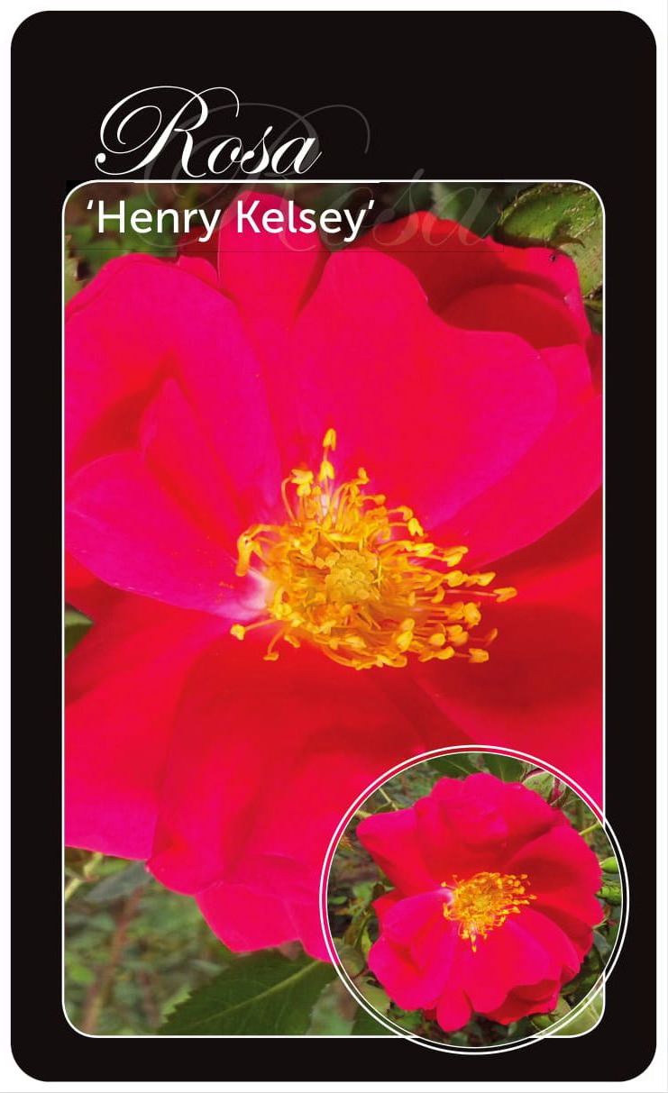 Rosa &