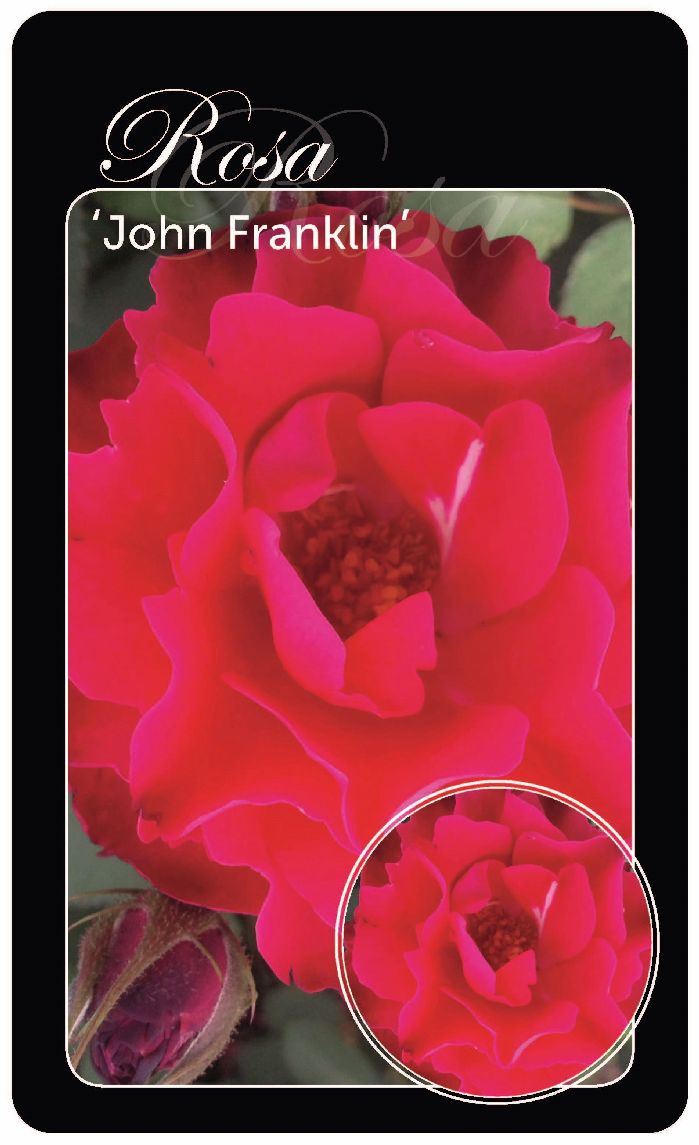 Rosa (H) &