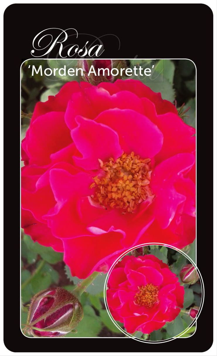 Rosa &