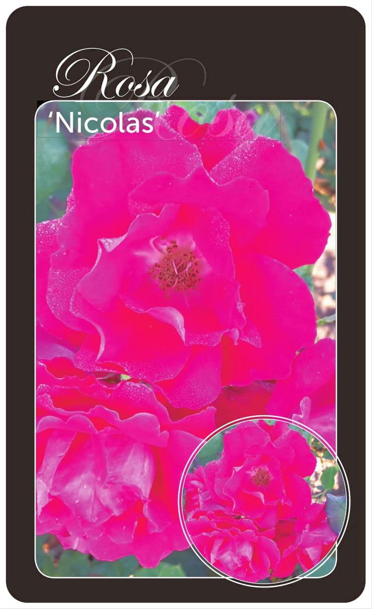 Rosa &