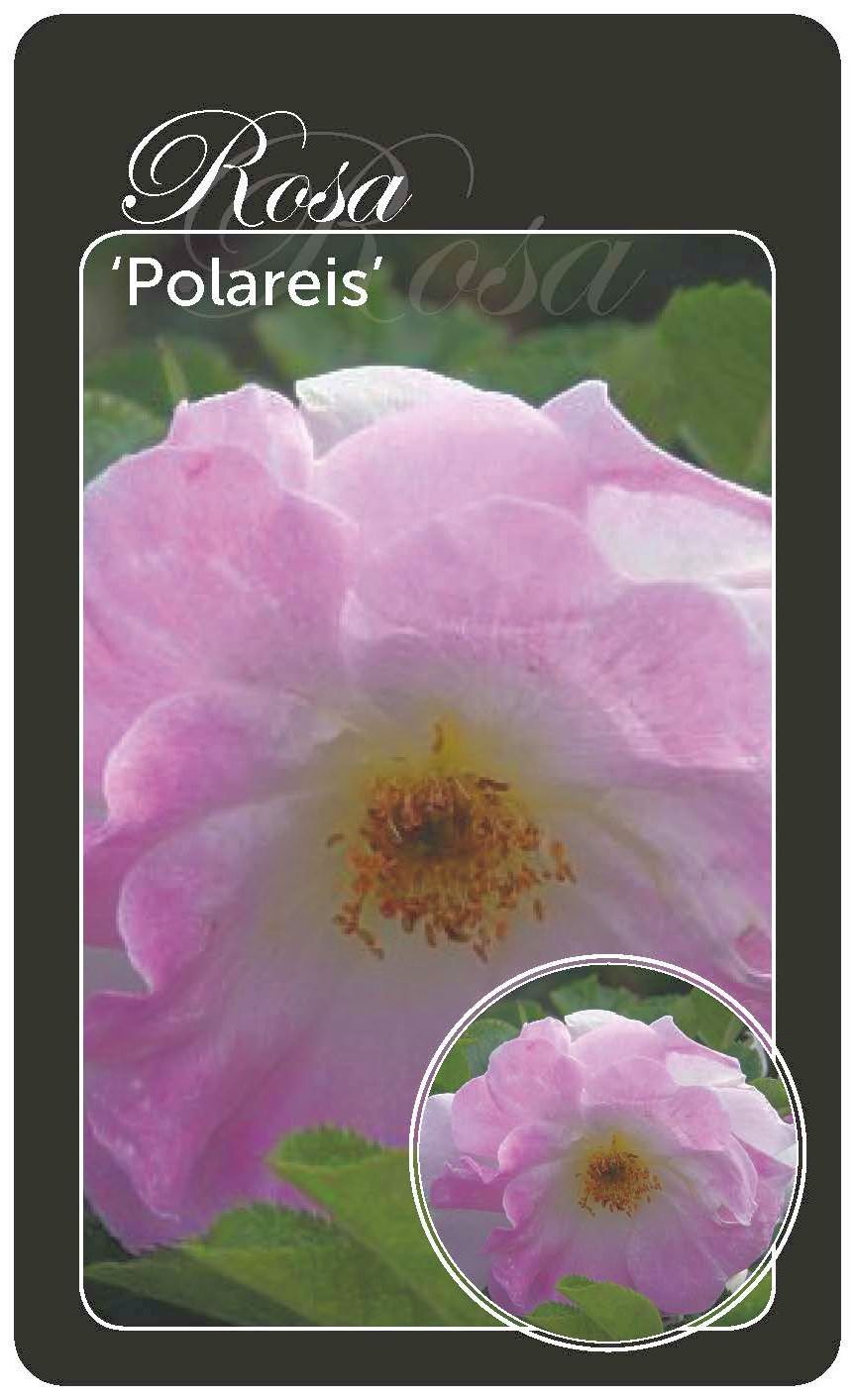 Rosa &