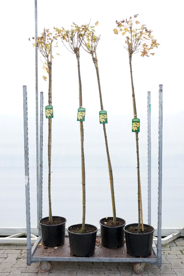 Acer pseudoplatanus &