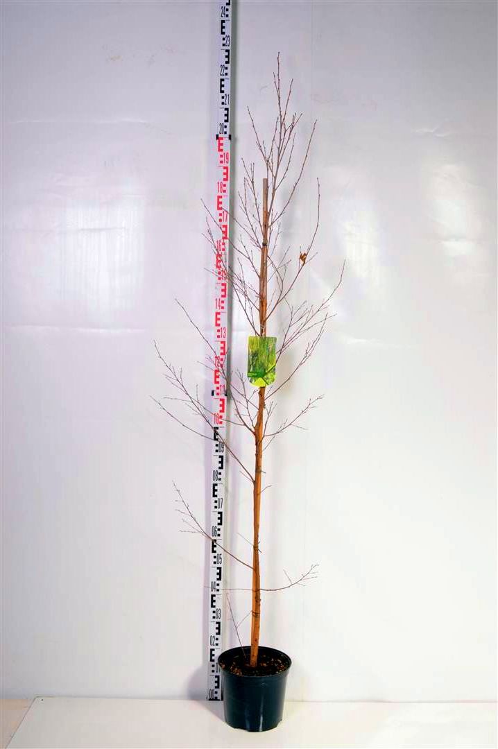 Betula pendula 175-200 cm C7,5 (7,5 liters kruka)
