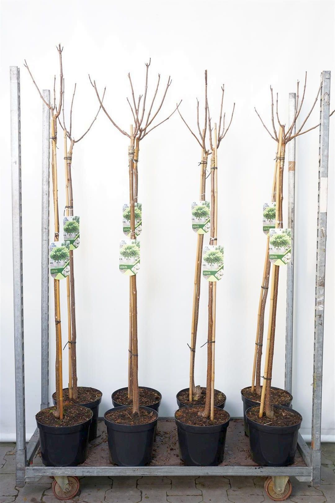 Catalpa bignonioides &