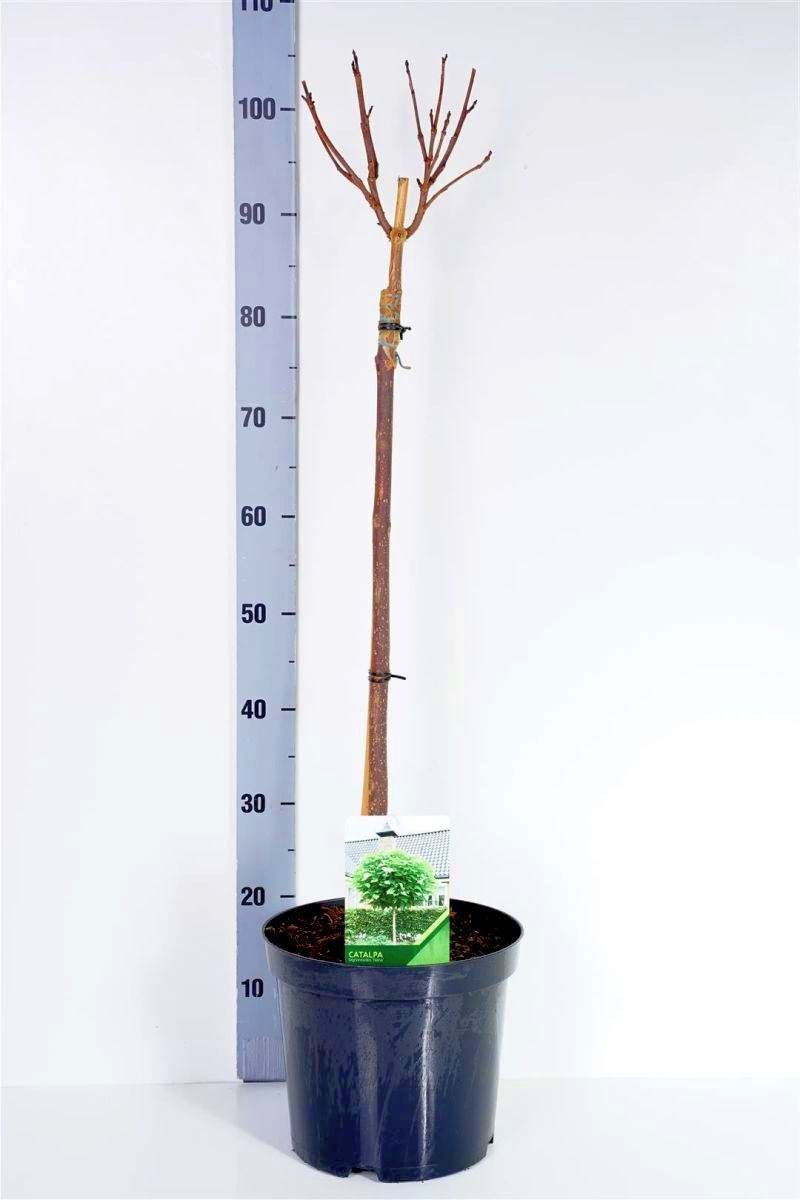 Catalpa bungei stam 60 cm C7,5 (7,5 liters kruka)