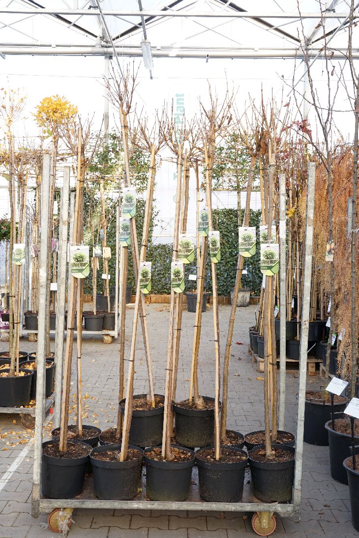 Catalpa bungei stam 180 cm omkr. 6-8 cm C10 (10 liters kruka)