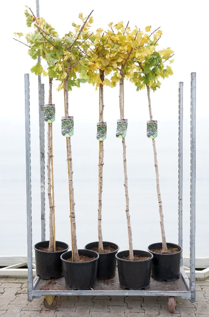 Ginkgo biloba &
