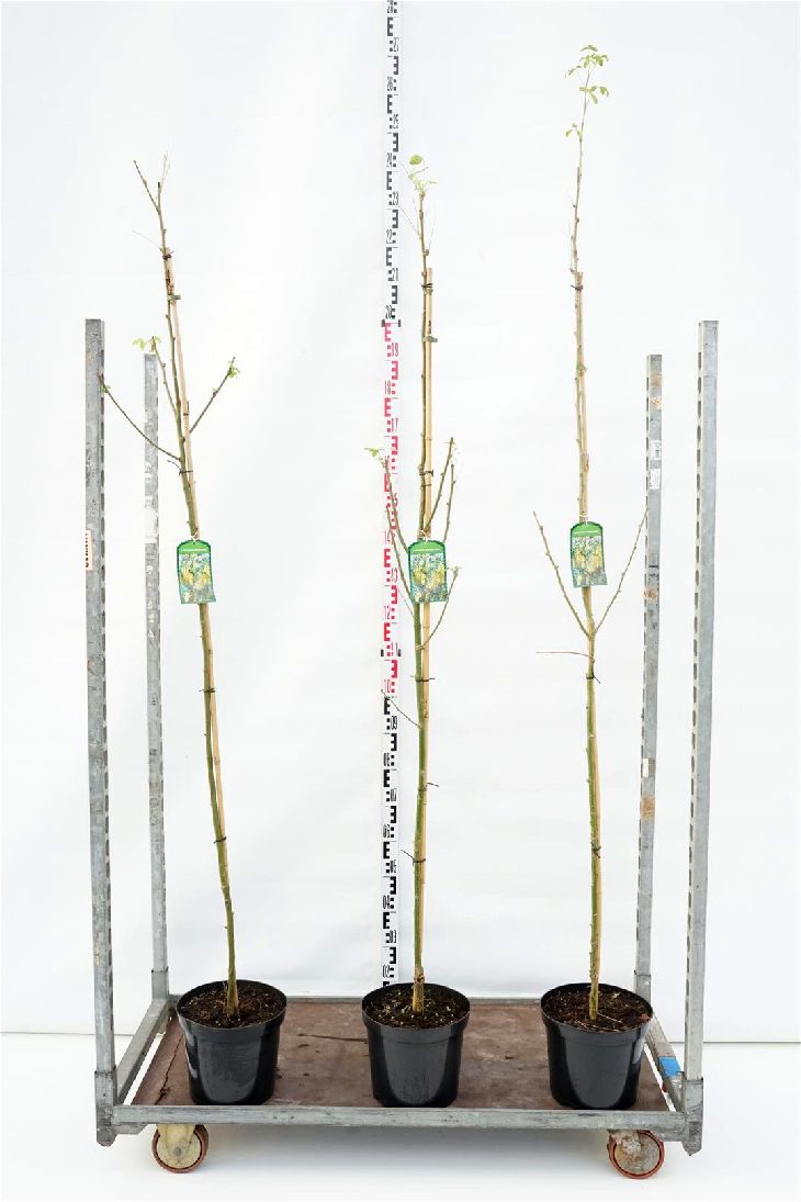 Laburnum anagyroides C12 (12 liters kruka) 200-250 cm