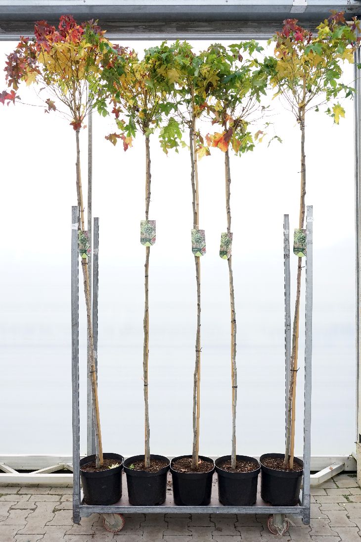 Liquidambar st. &