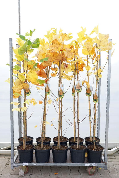 Liriodendron tulipifera 150-175 cm, C7,5 (7,5 liters kruka)