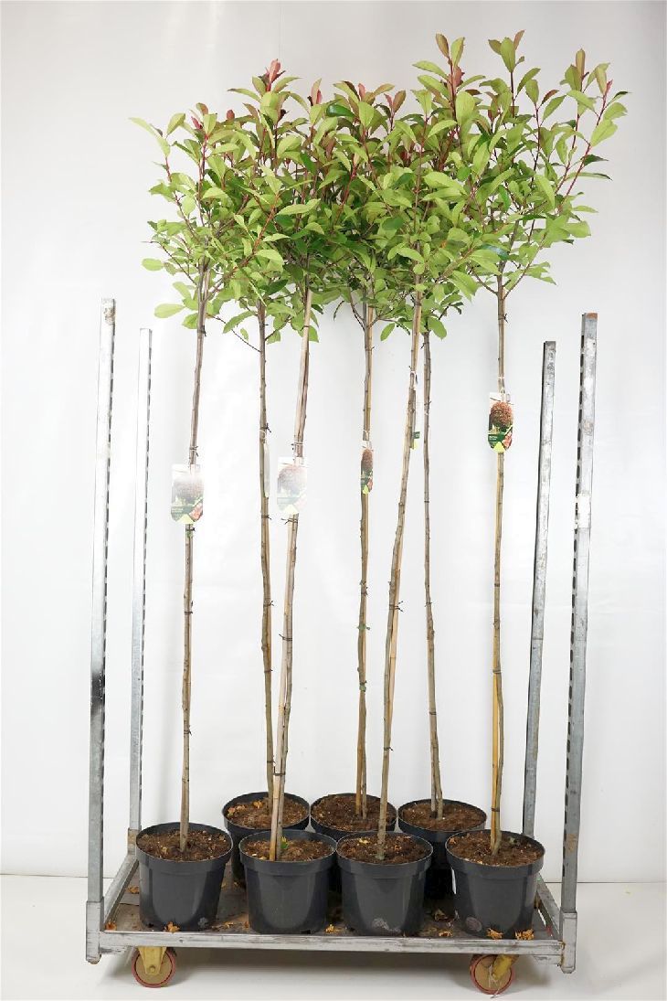Photinia fraseri &