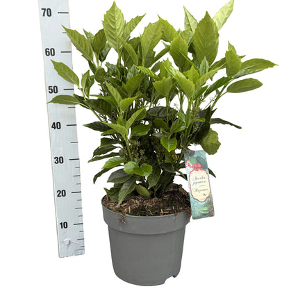 Aucuba japonica &