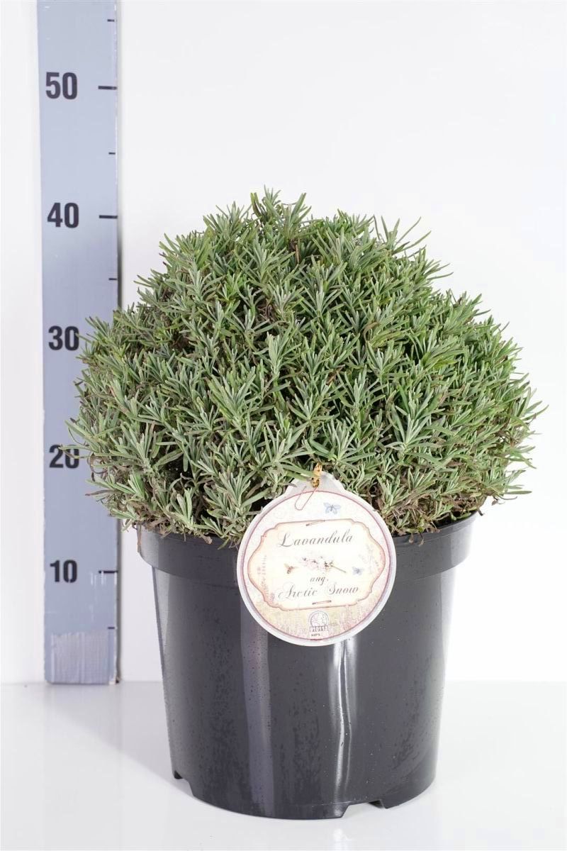 Lavandula ang. &
