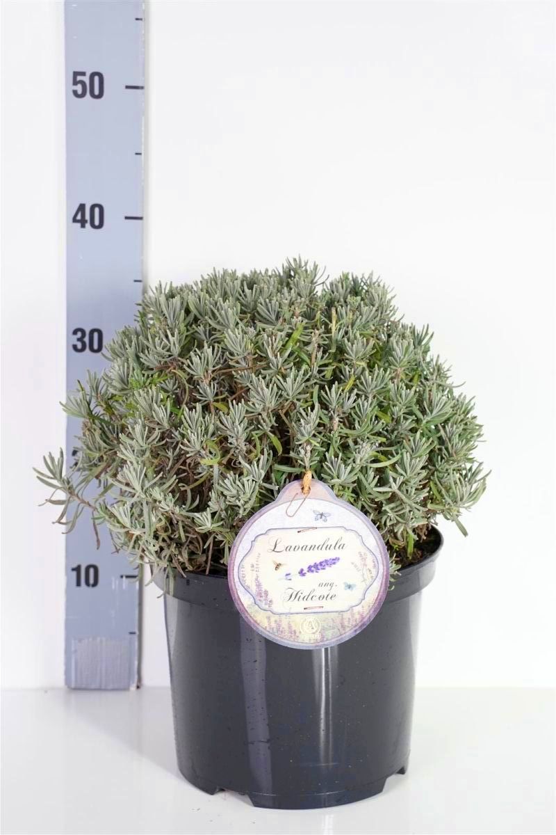 Lavandula ang. &