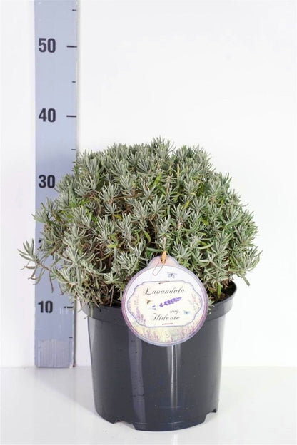 Lavandula ang. &