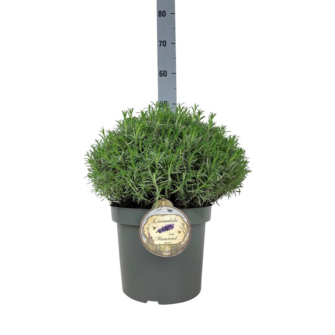 Lavandula ang. &