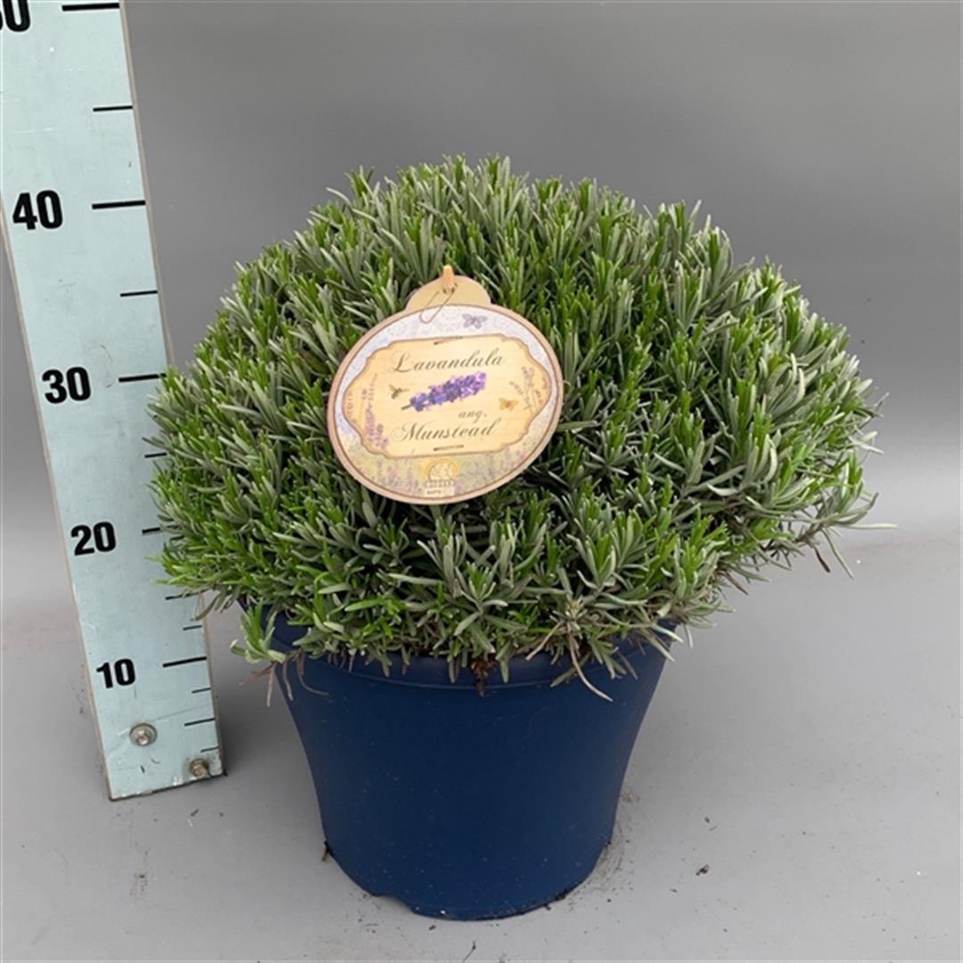 Lavandula angustifolia &
