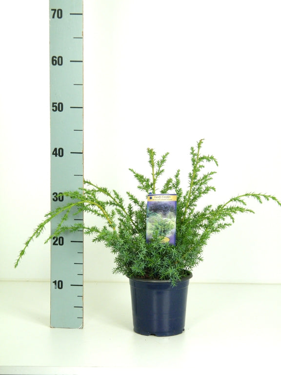 Juniperus chinensis &