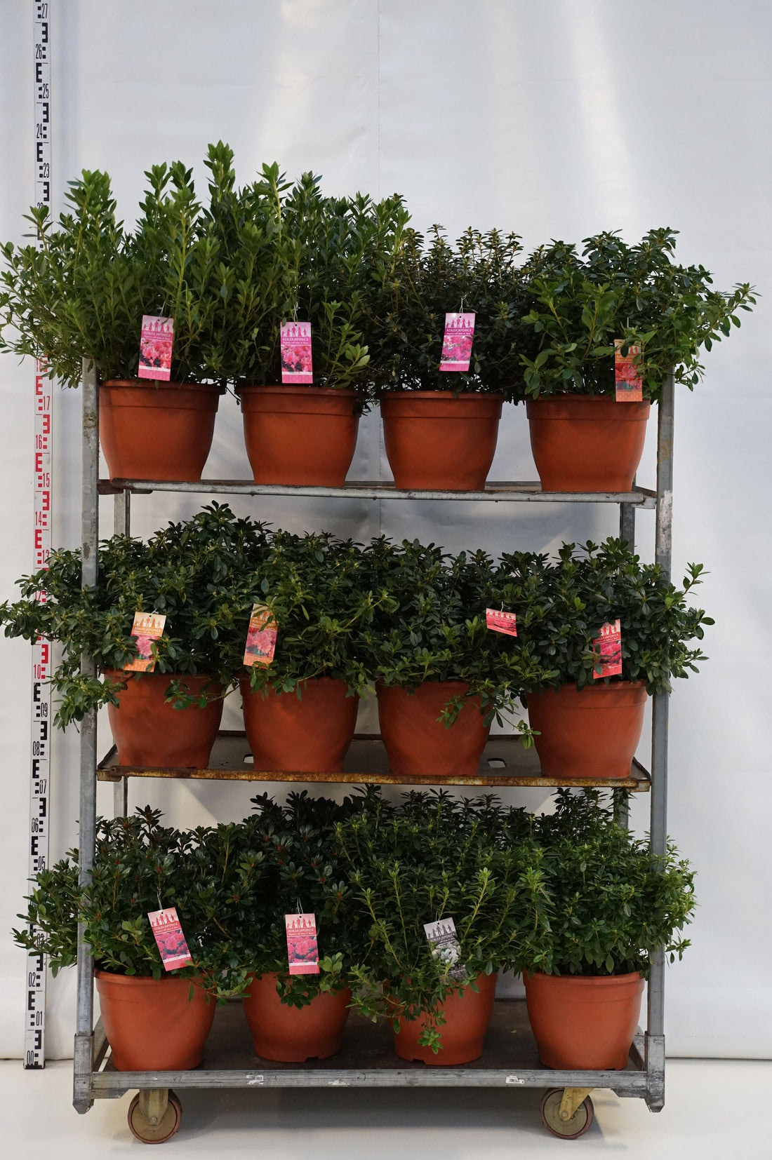 Rhododendron (AJ) i sorter C12 (12 liters kruka) 50-60 cm