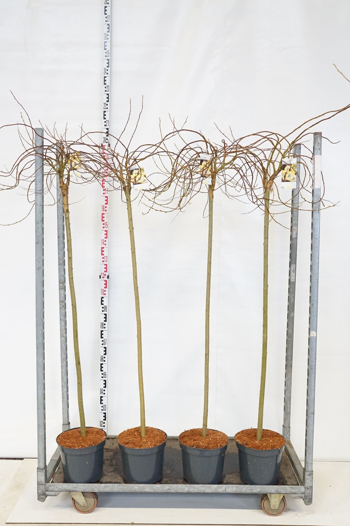 Salix caprea &