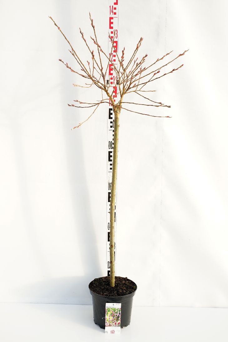 Salix chaen. &
